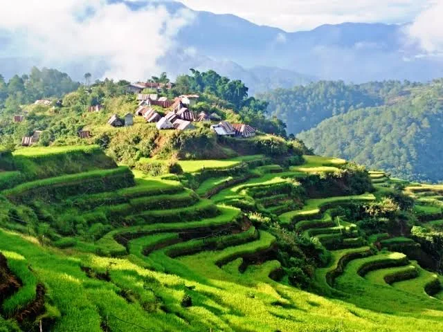 Green stone-walled rice terraces surrounding Maligcong village