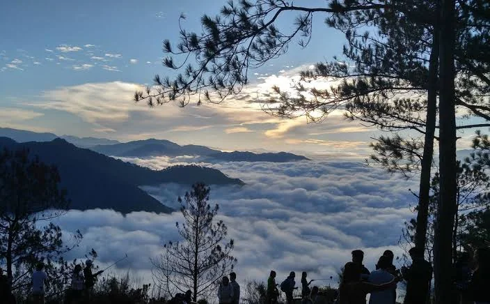 Cloud-filled mountain valleys framed by pine trees in Sagada